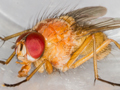 Thricops diaphanus